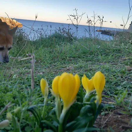 Daire Il Cappero, Sul Mare