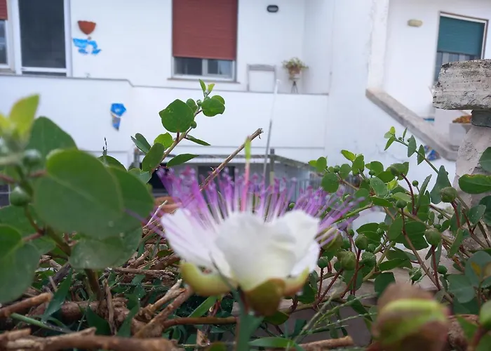 Il Cappero, Sul Mare *