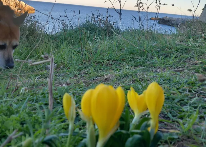 Apartment Il Cappero, Sul Mare
